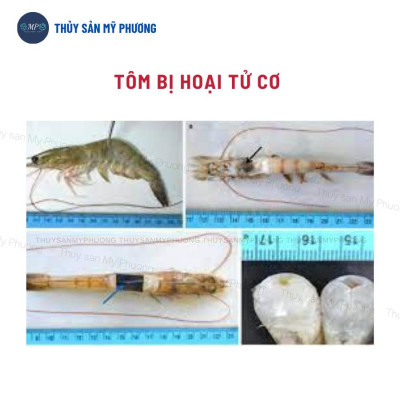 Khoáng trộn hữu cơ kích thích lột ngừa đục hoại tử cơ Premix N80 tăng cơ chắc thịt nặng cân tôm thẻ cá lươn ếch ốc ba ba