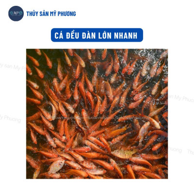 Chống sốc bổ sung vitamin điện giải khoáng Vitalec Fish Plus tăng sức đề kháng khỏe cho tôm thẻ cá lươn ếch ốc ba ba