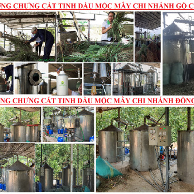 Tinh dầu Khuynh Diệp (bạch đàn) 100ml nguyên chất từ thiên nhiên - Mộc Mây