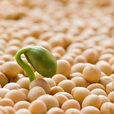 Mầm Đậu Nành Nguyên Xơ Cao Cấp - Tuệ Tâm ( Hộp 500g )