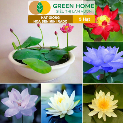 Hạt Giống Hoa Sen Mini Rado GreenHome, Gói 5 Hạt, Nhiều Màu, Dễ Trồng, Dễ Chăm, Nảy Mầm Tốt H21