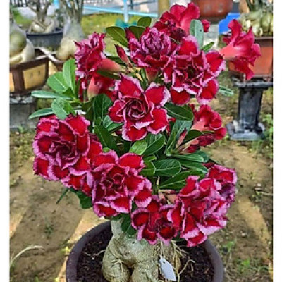 Hạt giống hoa sứ kép Thái Lan - Bịch 10 hạt – Mã số 1969