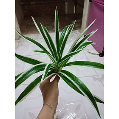 Cụm tóc tiên giả - Dài 20cm - Cây giả, hoa lụa trang trí nhà cửa