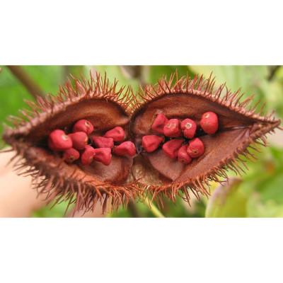 Hạt Điều Màu Ông Chà Và 220g (Annatto Seed)
