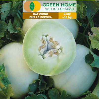 Hạt Giống Dưa Lê Popoca Siêu Ngọt, Greenhome, Gói 0.5GR~35 hạt, Dễ Trồng Quanh Năm, Nảy Mầm Cao, T25