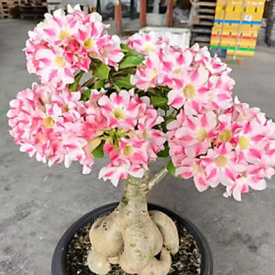 Hạt giống hoa sứ kép Thái Lan - Bịch 10 hạt – Mã số 1953