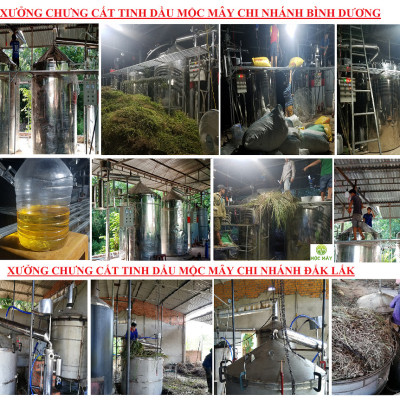 Tinh dầu Hoa Phong Lữ 10ml Mộc Mây - tinh dầu thiên nhiên nguyên chất 100% - chất lượng vượt trội - mùi hương nồng nàn, quyến rũ, kích thích, hưng phấn - Có kiểm định