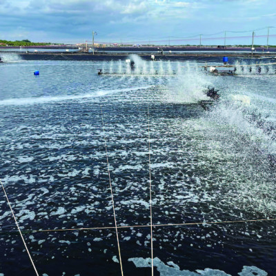 Cung cấp Nucleotide cho tôm NUPLEX